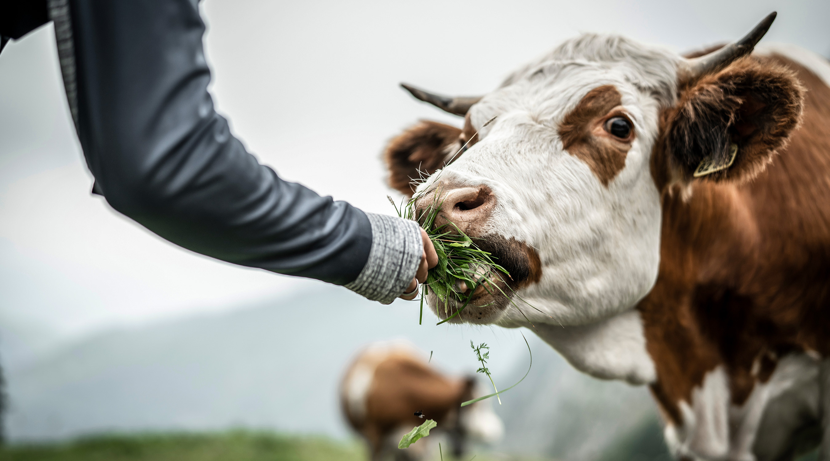 <p>Garantiert immer 100% aus natürlicher Tierhaltung</p>